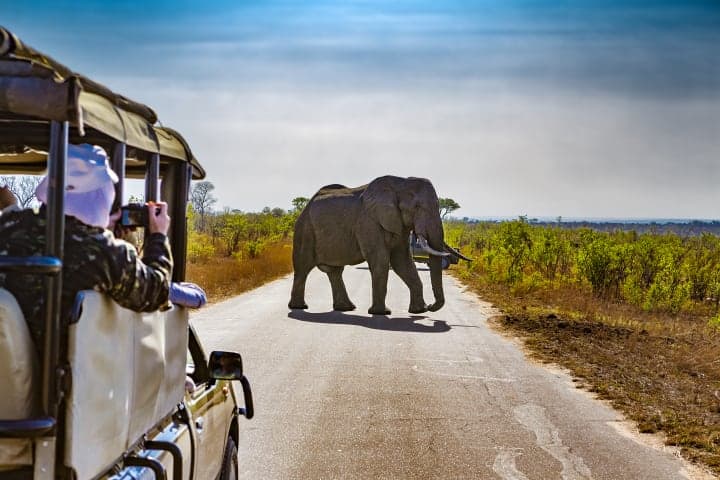 Morgensafari durch den Krüger Nationalpark thumbnail
